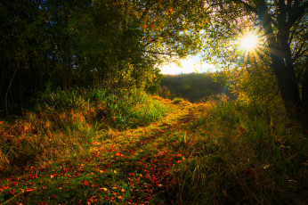 Картинка природа восходы закаты тропинка лес