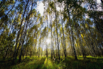 Картинка природа восходы закаты утро