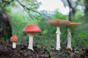 Картинка природа грибы +мухомор мухоморы