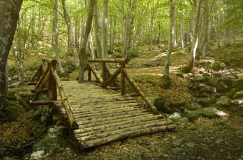 Картинка природа дороги тропинка мостик лес