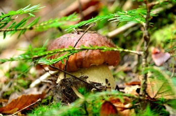 Картинка природа грибы боровичок