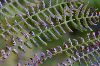 Картинка природа листья папоротник фон макро