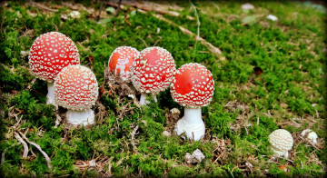 Картинка природа грибы +мухомор грибочки
