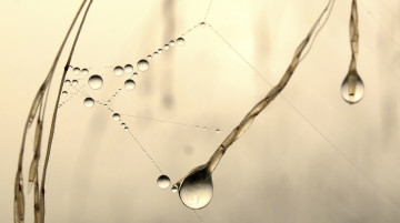 Картинка природа макро вода роса фон капли паутинка