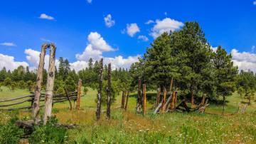 Картинка природа луга деревья трава поляна