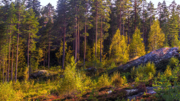 Картинка природа лес сосны