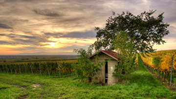 Картинка природа поля виноградник