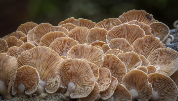 Картинка природа грибы макро