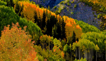 Картинка природа лес осень