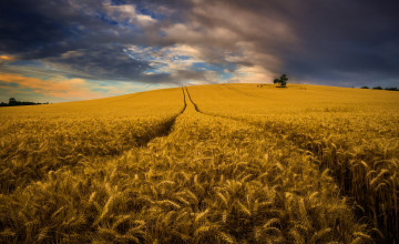 Картинка природа поля поле