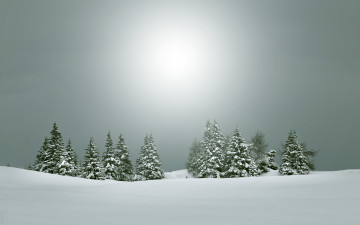 Картинка природа зима ёлки снег