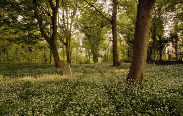 Картинка природа лес цветы деревья