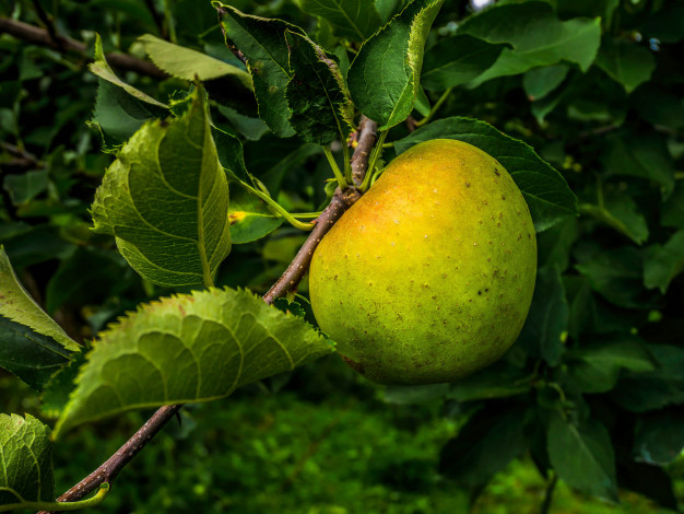 Обои картинки фото природа, плоды, яблоко