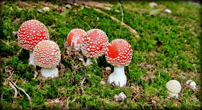 Обои картинки фото природа, грибы,  мухомор, грибочки