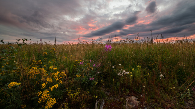 Обои картинки фото природа, луга, луг