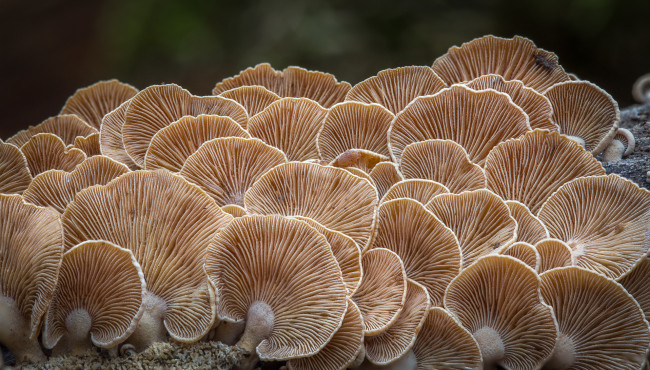 Обои картинки фото природа, грибы, макро