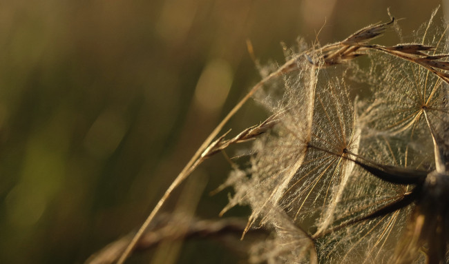 Обои картинки фото природа, макро