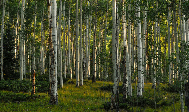 Обои картинки фото природа, лес, роща, березы