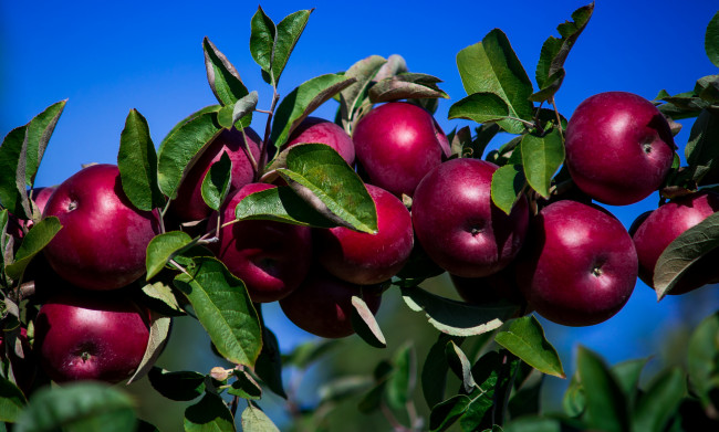 Обои картинки фото природа, плоды, яблочки