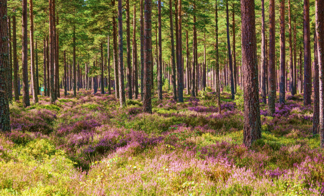 Обои картинки фото природа, лес, бор, сосновый