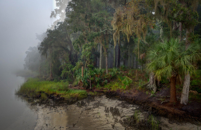 Обои картинки фото природа, реки, озера, лес, река