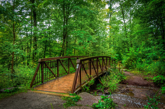 Обои картинки фото природа, дороги, тропинка, мостик, лес