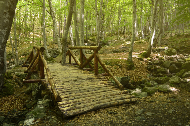 Обои картинки фото природа, дороги, тропинка, мостик, лес