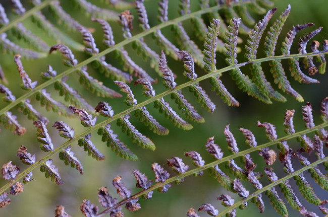 Обои картинки фото природа, листья, папоротник, фон, макро