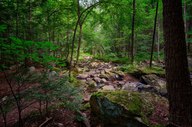 Обои картинки фото природа, реки, озера, ручей, лес