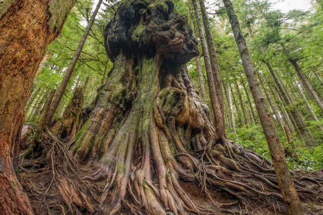 Обои картинки фото природа, деревья, корни, дерево