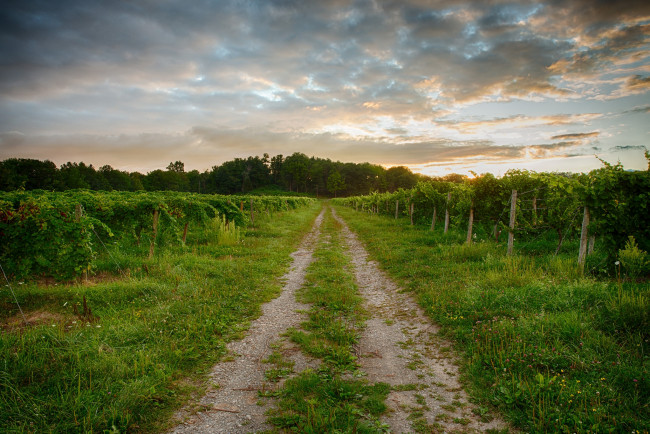 Обои картинки фото природа, дороги, колея, виноградник