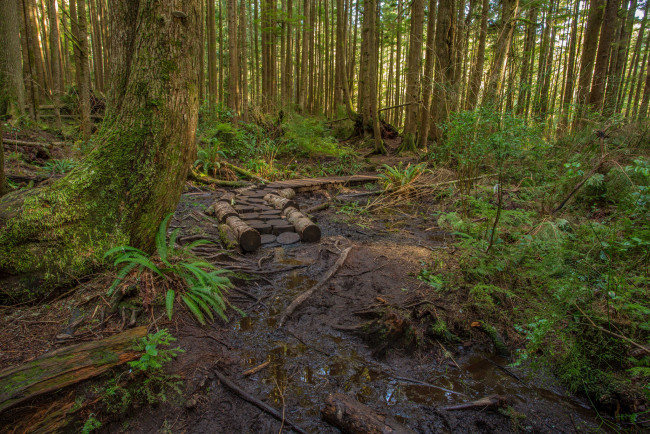 Обои картинки фото природа, дороги, ручей, тропинка, лес