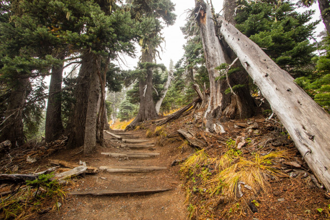 Обои картинки фото природа, дороги, тропинка, лес