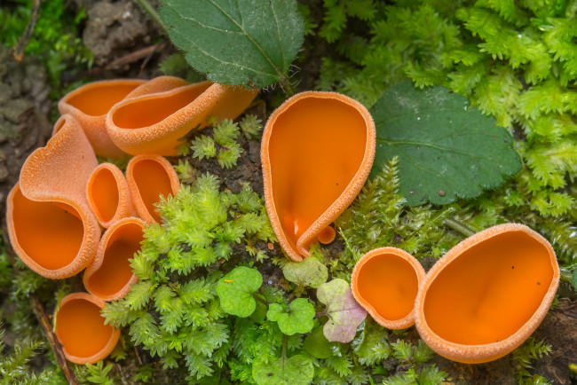 Обои картинки фото природа, грибы, макро