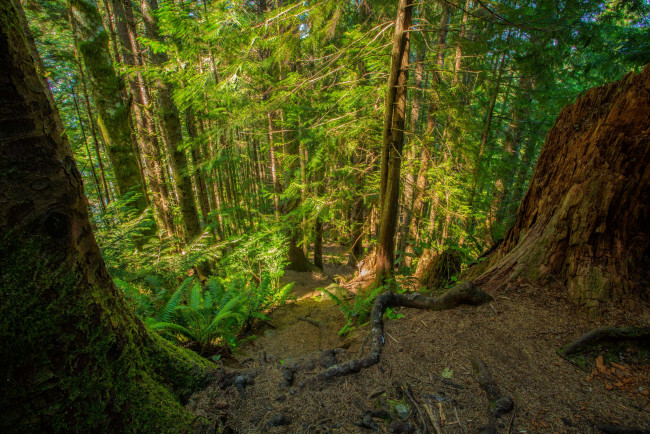 Обои картинки фото природа, лес, ели, косогор