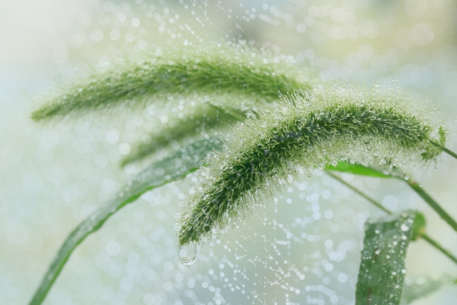 Обои картинки фото природа, макро, трава, колосок, капли, роса