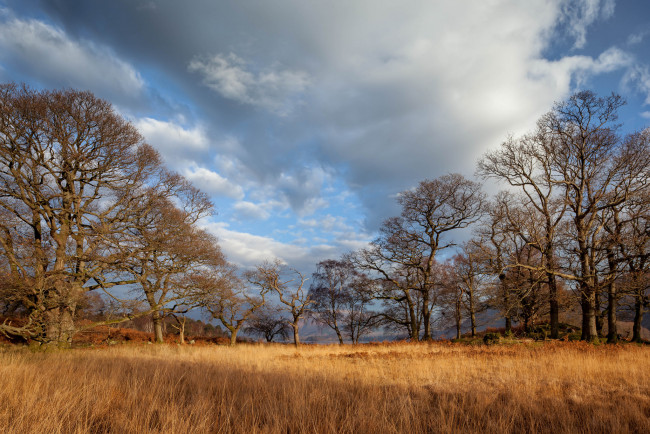 Обои картинки фото природа, пейзажи, деревья, трава, поляна