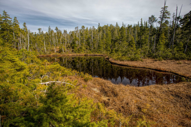 Обои картинки фото природа, реки, озера, лес, река