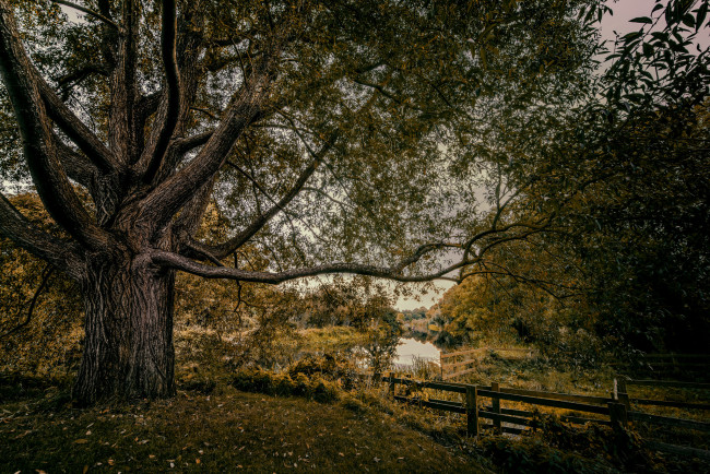 Обои картинки фото природа, реки, озера, лес, река, изгородь