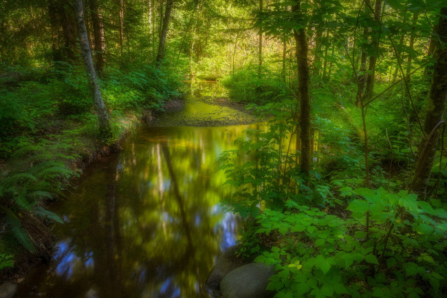 Обои картинки фото природа, реки, озера, река, лес