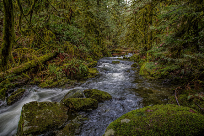 Обои картинки фото природа, реки, озера, река, лес