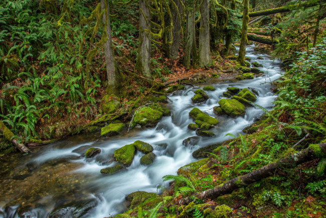 Обои картинки фото природа, реки, озера, река, лес