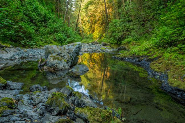 Обои картинки фото природа, реки, озера, река, лес