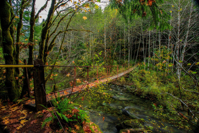 Обои картинки фото природа, реки, озера, река, лес, мост