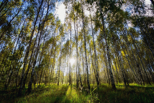 Обои картинки фото природа, восходы, закаты, утро