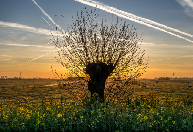 Обои картинки фото природа, деревья, рассвет