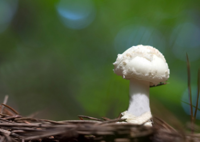 Обои картинки фото природа, грибы, гриб