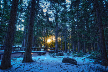 Картинка природа лес деревья