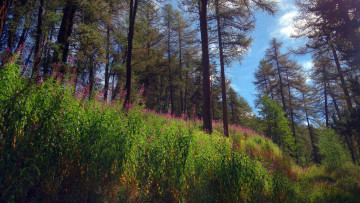 Картинка природа лес деревья