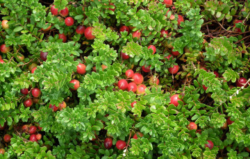 обоя природа, Ягоды, клюква